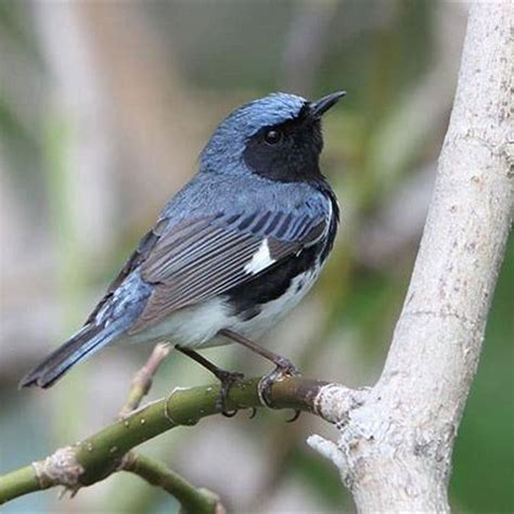 Where do black-throated blue warblers live? - DIY Seattle