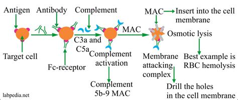 Chapter 12: Type II Hypersensitivity Reaction and ADCC (Cytotoxic ...