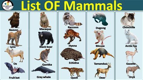 who is mammals Archives - Vocabulary Point