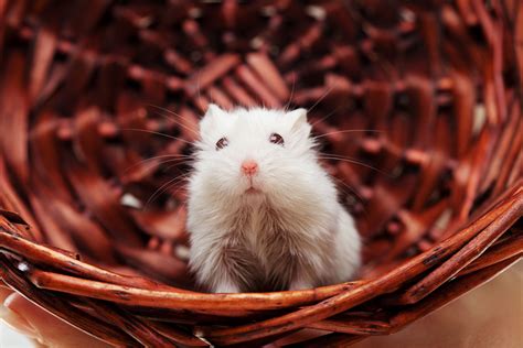 Choosing And Caring For Mice as Pets