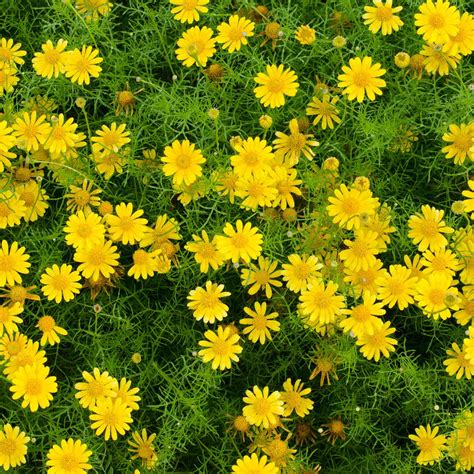 Outdoor & Gardening Home & Living non GMO Crazy Daisy 50 Seeds etna.com.pe