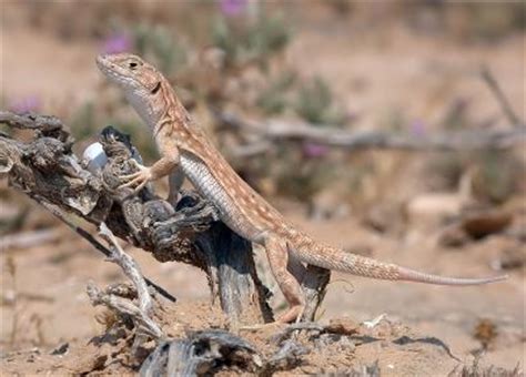 Lizards change their diet to avoid predators