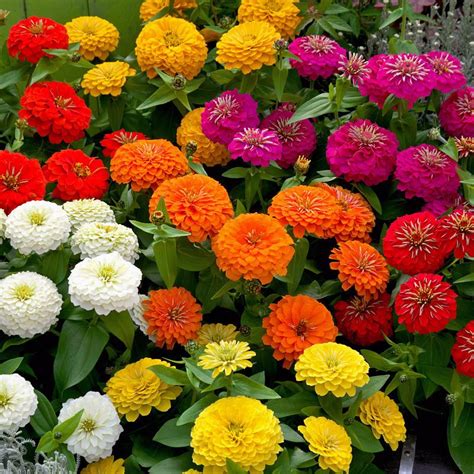 Flower subject of the day...Zinnias...1/21/20 | The Gardener's Shed