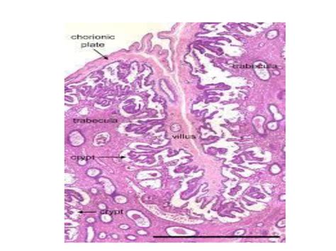 Histology of uterus, mammary gland, placenta