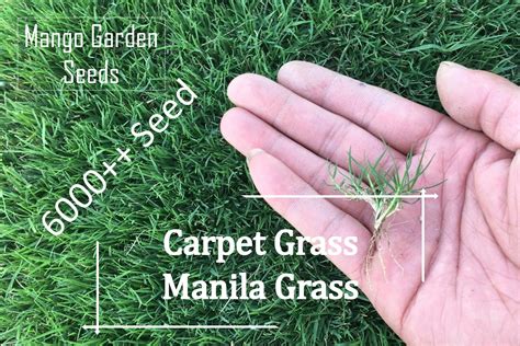 Manila Grass Seeds Seed Biji Benih Rumput Manila, Carpet Grass, Lawn ...