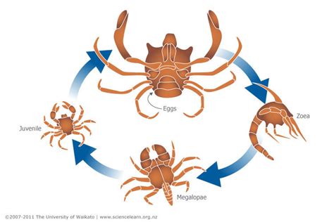 Crab life cycle — Science Learning Hub