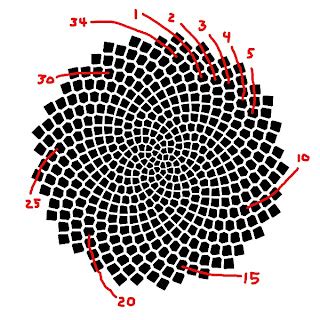 Lets Talk Maths: Fibonacci sequence in sunflower