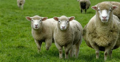 Dorset Sheep Breed Information, History & Facts - RaisingSheep.net