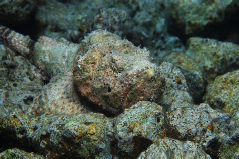 Stonefish Facts - American Oceans