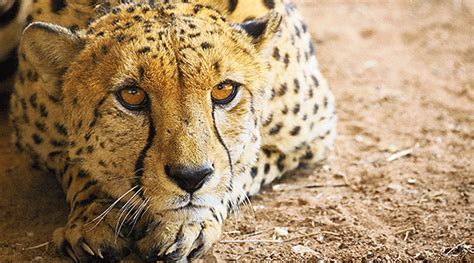 Kuno National Park | Cheetah rescued after straying out of Madhya Pradesh's Kuno National Park ...