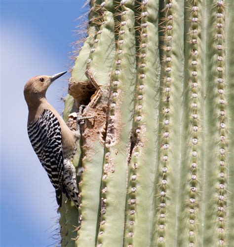 Sonoran Desert Animals - Animal Sake