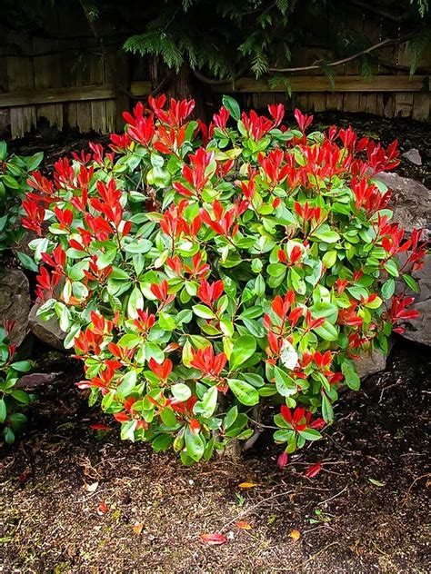 Red Tip Photinia For Sale | The Tree Center