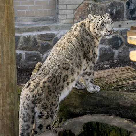 Snow Leopard - Potawatomi Zoo