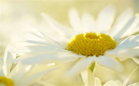 🔥 [50+] Yellow Daisy Wallpapers | WallpaperSafari