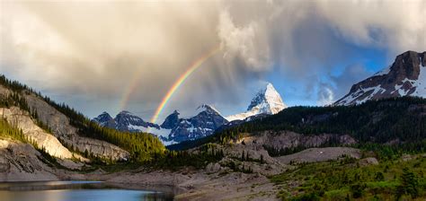 Wildlife of the Canadian Rockies | Bears, Bighorn Sheep