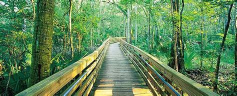 An Introduction To Apalachicola National Forest — Villages of Citrus Hills