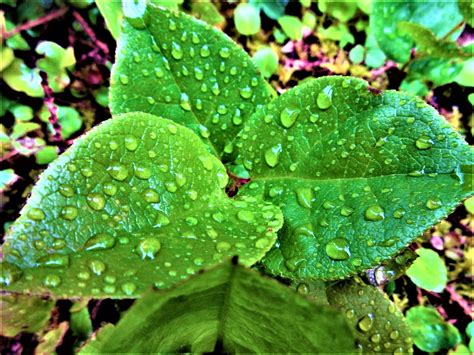 Raindrops On Leaves Free Stock Photo - Public Domain Pictures