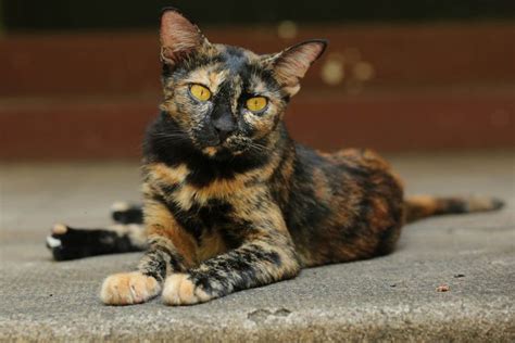 Torbie vs Tortie Cat: What is the Difference? - Cat-World