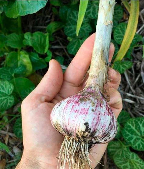 A Love Story: Why and How to Grow Hardneck Garlic - Tyrant Farms