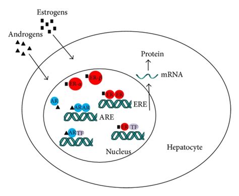 Action of estrogens and androgens via estrogen receptors (ERs) and ...