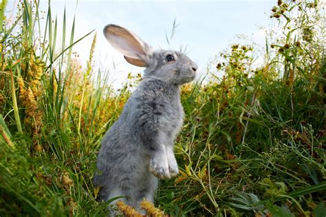 Do Rabbits Like Water? - Four Paw City