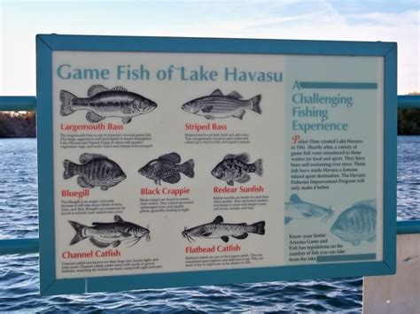 Pro-Teams Bass Tournament Comes to Lake Havasu | Lake havasu, Lake havasu az, Colorado river