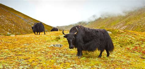 Sikkim Animals Name : Sikkim Wildlife National Parks Wildlife ...