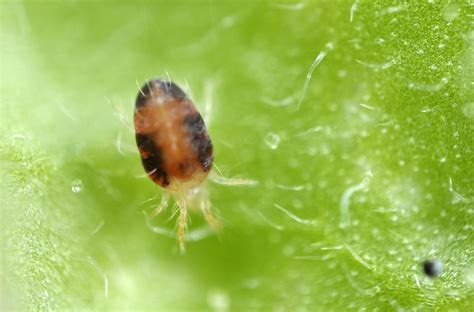 Control de plagas por ácaros con insecticida biológico