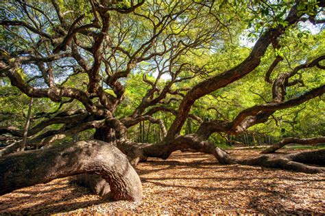 Angel Oak Tree History And Background - Shegeechee