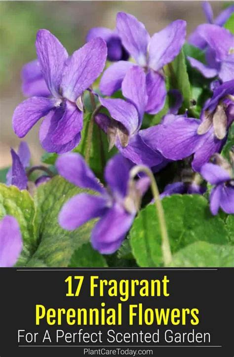 17 Fragrant Perennial Flowers For A Perfect Scented Garden | Flowers perennials, Scent garden ...