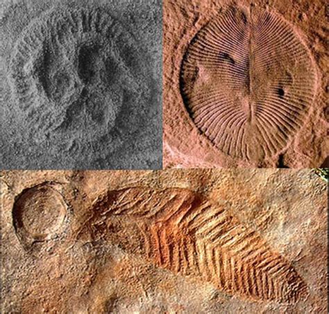 A Dinosaur A Day · Extinction Week: End-Ediacaran Extinction