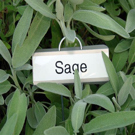 Sage Plant Free Stock Photo - Public Domain Pictures