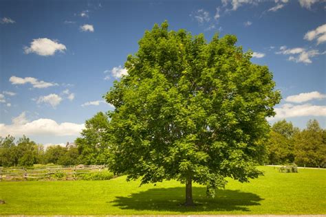 when to prune maple trees in colorado - Gaston Moreau