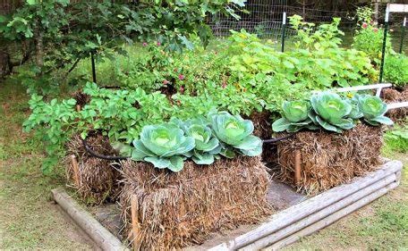 Home Gardening Ideas: Easy Organic Hay Bale Gardening