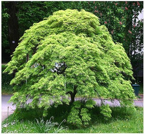 22+ Acer Palmatum Japonica Plants | CorinneWiktoria