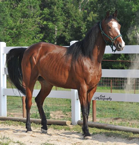 missouri fox trotter horse | Missouri Fox Trotters | Horses, Beautiful horses, Horse breeds