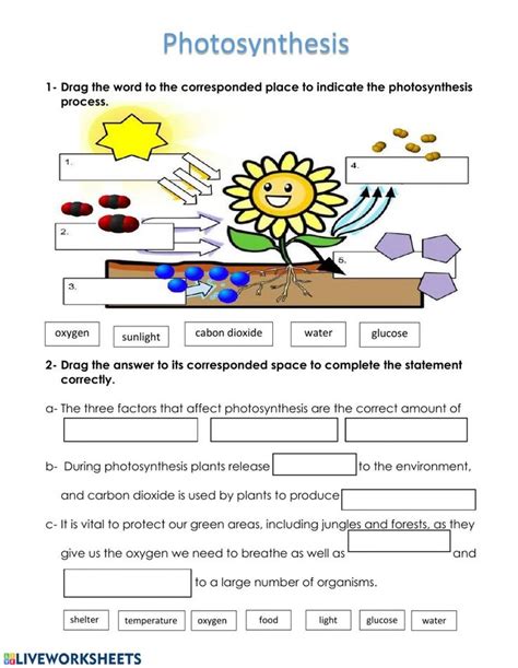 Photosynthesis - Interactive worksheet | Fotosintesis, Pengetahuan, Alam