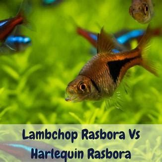 Lambchop Rasbora Vs Harlequin Rasbora: All You Should Know About Them