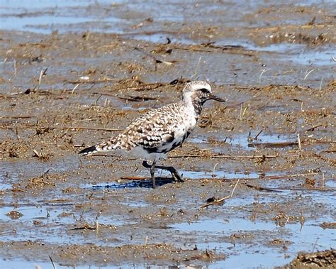 Black-bellied Plover (F) | Female breeding plumage. Bombay H… | Flickr