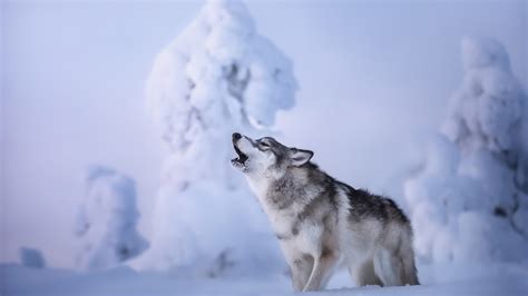 Snow Wolf Wallpaper