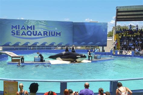 Famed Southern Resident orca Tokitae dies in captivity