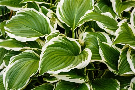 Variegated plants: everything you need to know - Plantura