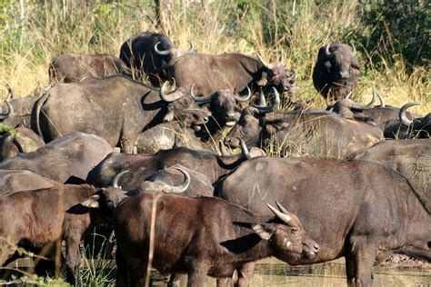 African buffalo herd | Hluhluwe-uMfolozi Game Reserve, KwaZu… | Flickr