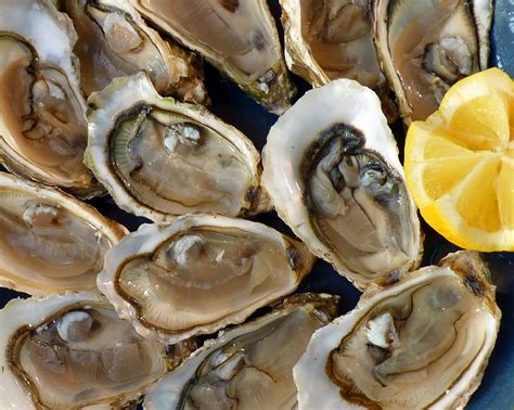 Oysters Holidays Sea The - Free photo on Pixabay
