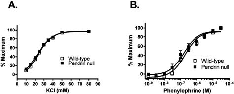 Pendrin gene ablation does not affect aortic contractile sensitivity to... | Download Scientific ...