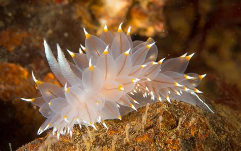 Most Colorful Sea Slugs on Earth