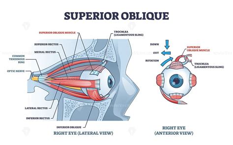 Superior oblique muscle with human eye muscular anatomy outline diagram ...