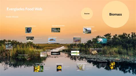 Everglades Food Web by Andre Woods