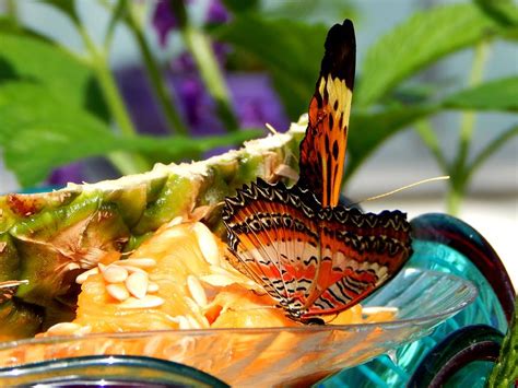 Butterflies LIVE - 8 Photograph by Arlane Crump - Pixels