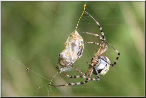 Spider Catch a Prey- Tijgerspin of Wespspin | Argiope bruenn… | Flickr